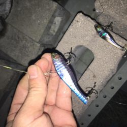 イワシパターンⅡ