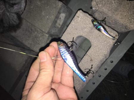 イワシパターンⅡ