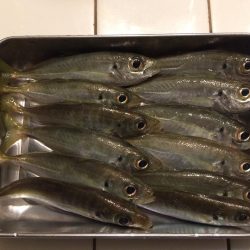 またチビ太刀魚