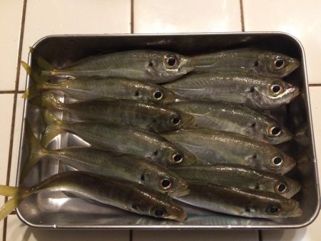 またチビ太刀魚