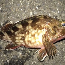 メバリングで初魚種ゲスト