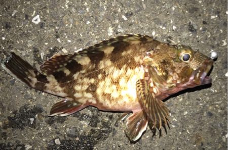 メバリングで初魚種ゲスト