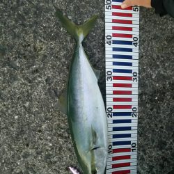 ライトショアジギング！！