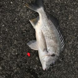 アナゴ釣り