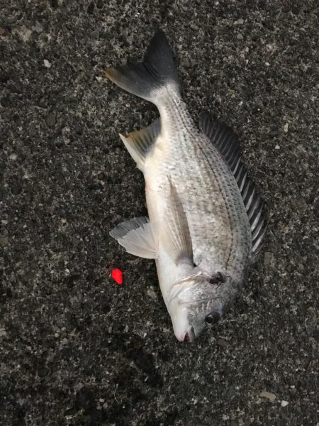 アナゴ釣り