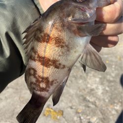 メバリングデイゲーム