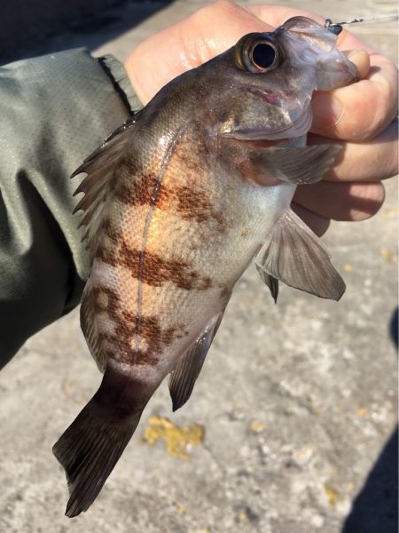 メバリングデイゲーム