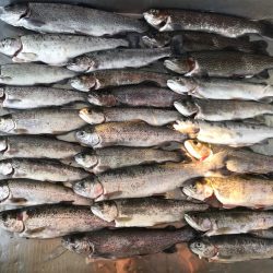 トラウトたくさん釣れた