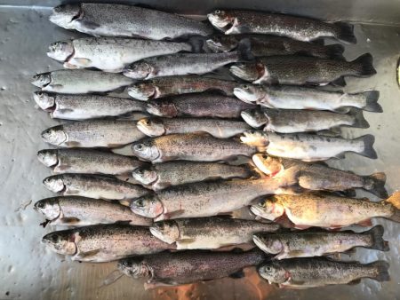 トラウトたくさん釣れた