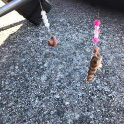 またもカレイの顔を拝めず…