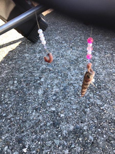 またもカレイの顔を拝めず…