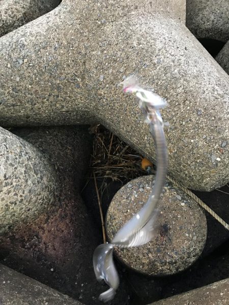 タチウオばかり(T . T)