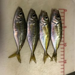 サビキでアジ釣り