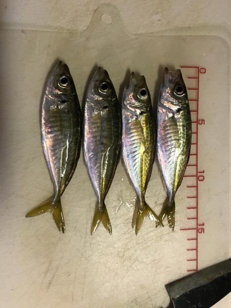 サビキでアジ釣り
