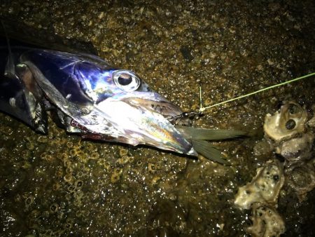 とりあえず秋イカ確保！