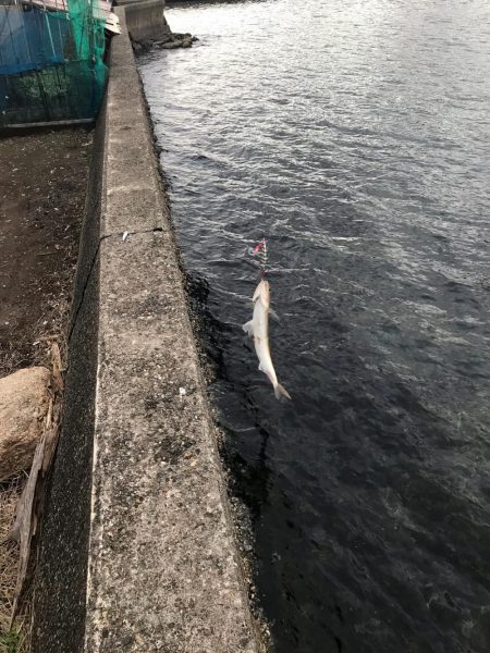 エソ エソ エソ エソ