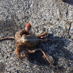 相変わらず渋い