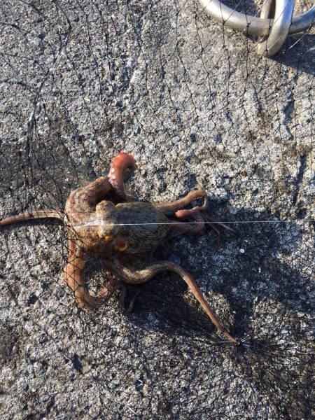 相変わらず渋い