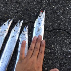 タチウオ時合い