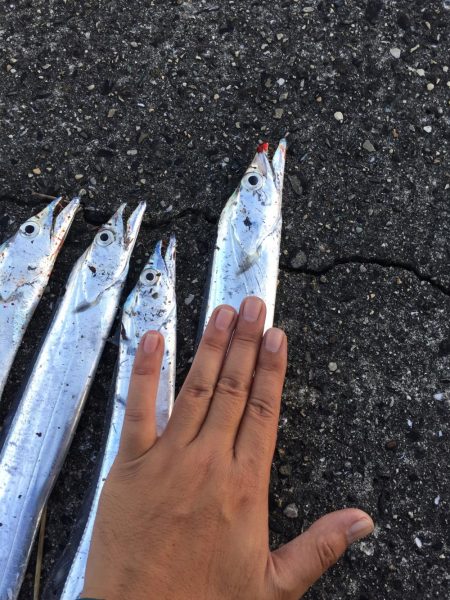 タチウオ時合い