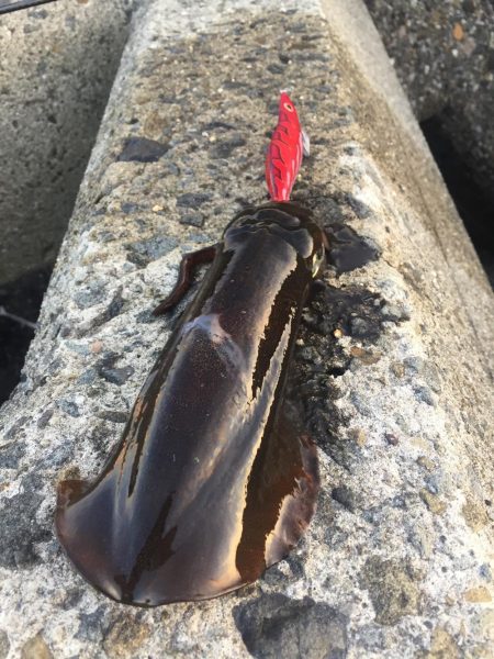 久しぶり泉南エギング