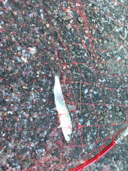 イワシと太刀魚