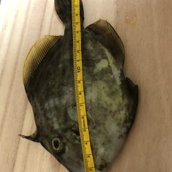 カワハギ・穴子・グチ・ハゼ