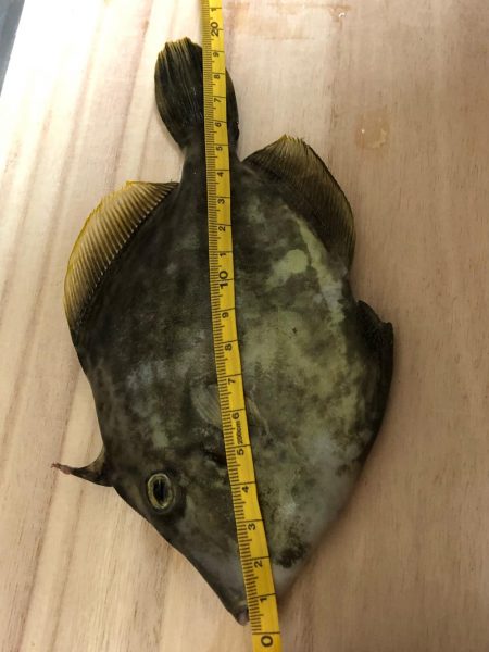 カワハギ・穴子・グチ・ハゼ