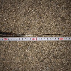 今シーズン初ドラゴン(^｡^)