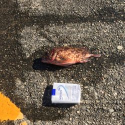 オールナイトエギング