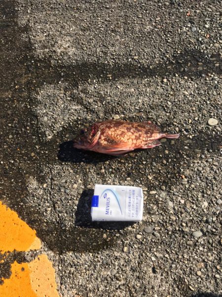 オールナイトエギング