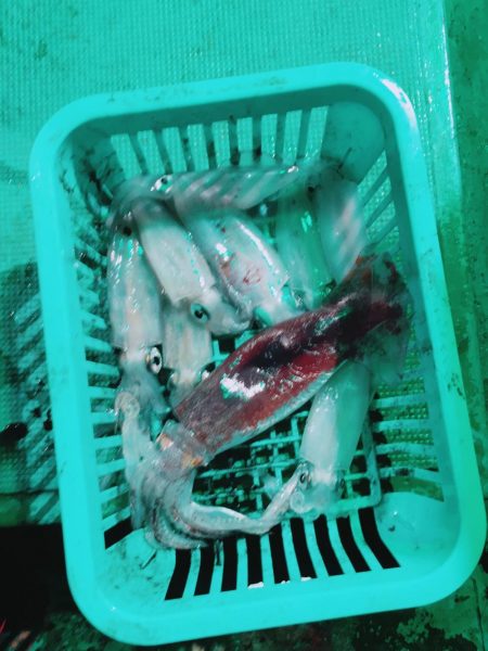 串本 イカ 青物