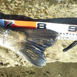 阿南市の那賀川河口でシーバス好調