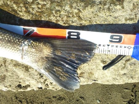 阿南市の那賀川河口でシーバス好調