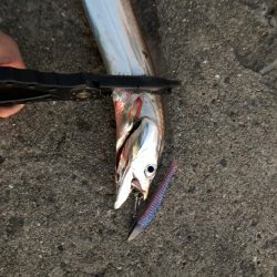 タチウオからの～湾奥ジャンボ当選(･∀･)