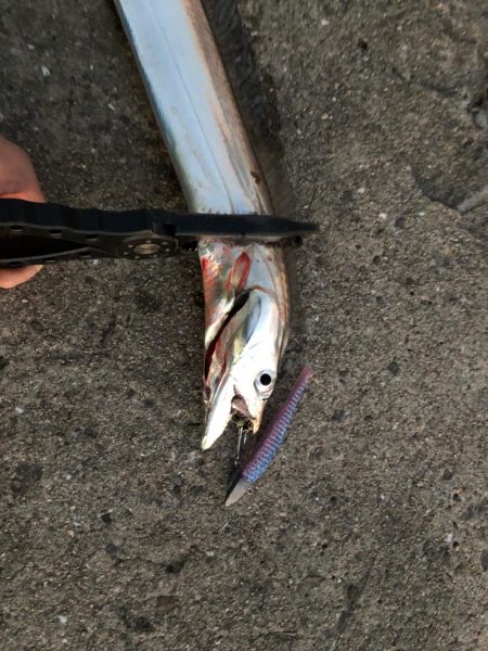 タチウオからの～湾奥ジャンボ当選(･∀･)