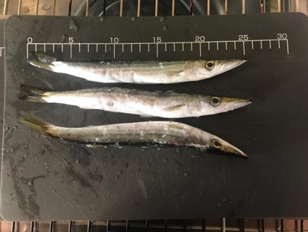 ショアジギングはカマス