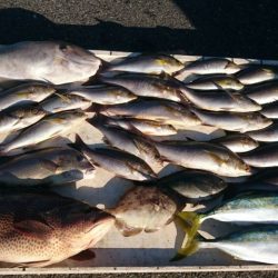 オオモンハタ56cm！！