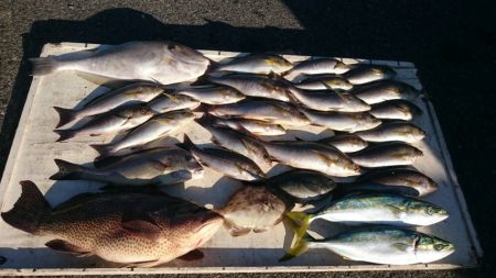 オオモンハタ56cm！！