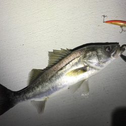 連夜シーバス上がってます♪