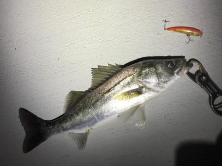 連夜シーバス上がってます♪