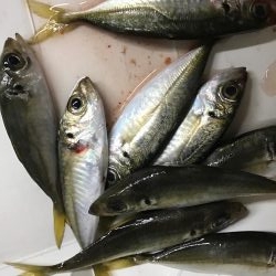 寒いながらも…