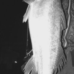 ナイトシーバス