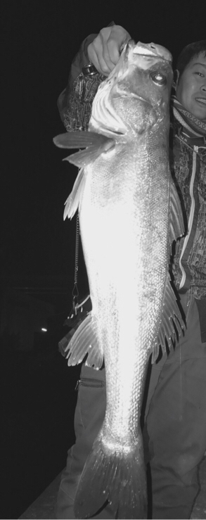 ナイトシーバス