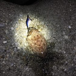 アオリイカは終り⁇