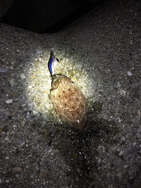 アオリイカは終り⁇