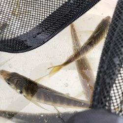 朝まずめ、高活性。