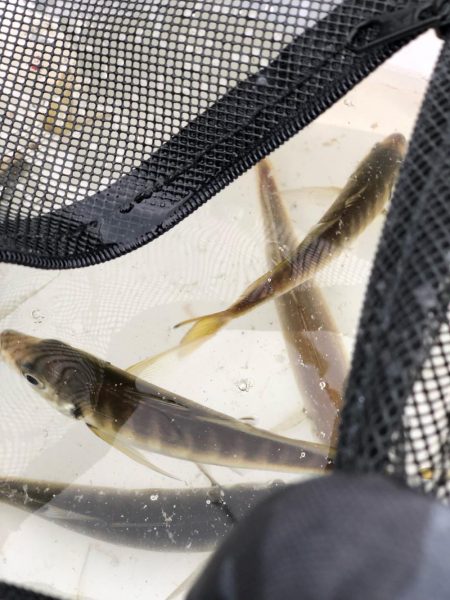 朝まずめ、高活性。