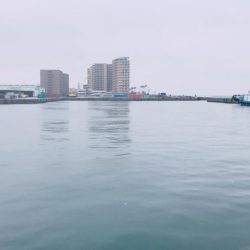 ナブラボーズに外撃ちサゴシ♫