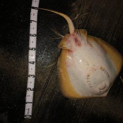 マイワシボイルで